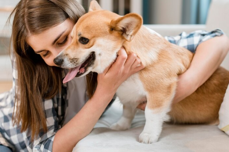 65a93b4b593759923b505d1e-preparing-pets-and-particular-areas